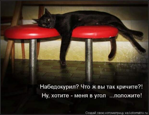 Лучшие котоматрицы недели (50 фото)