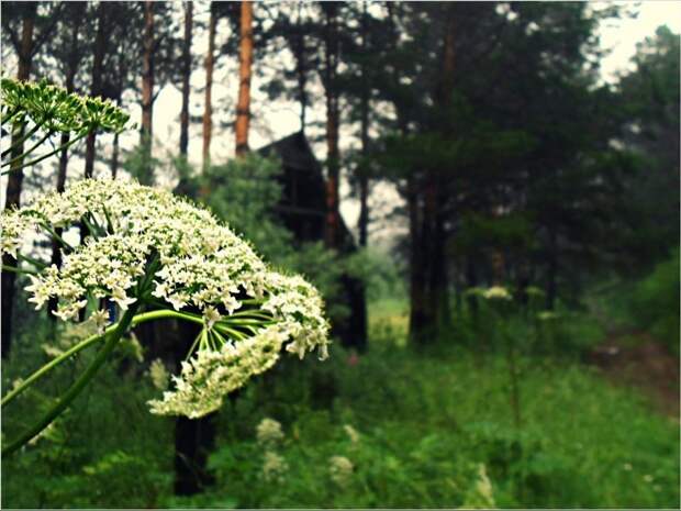 Заброшенные дачи быт, город, дача, заброшенное, пригород, садоводство, эстетика