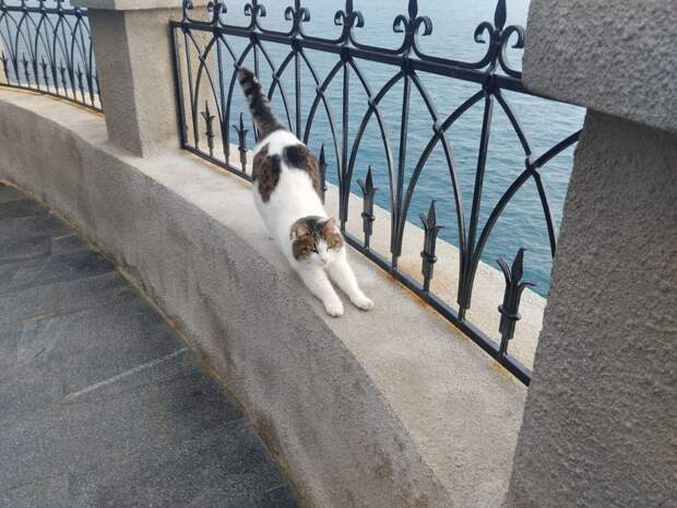 Сбросивший кошку с обрыва «Ласточкиного гнезда» петербуржец избежал наказания