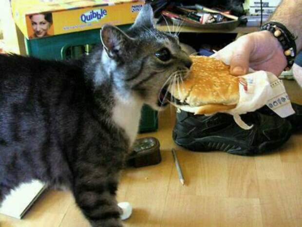 Котики