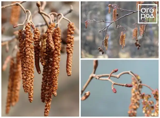 Топ-16 первоцветов среди кустарников и деревьев