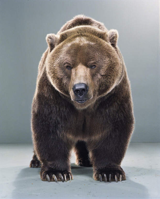 Ми-ми-мишки