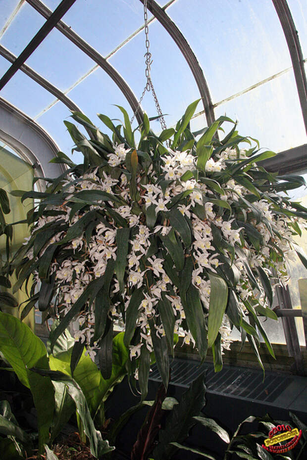 4321007338_63e55b18e1_b[1] (466x700, 294Kb)