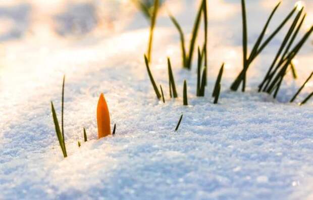 В Петербурге в Международный женский день будет морозно и снежно