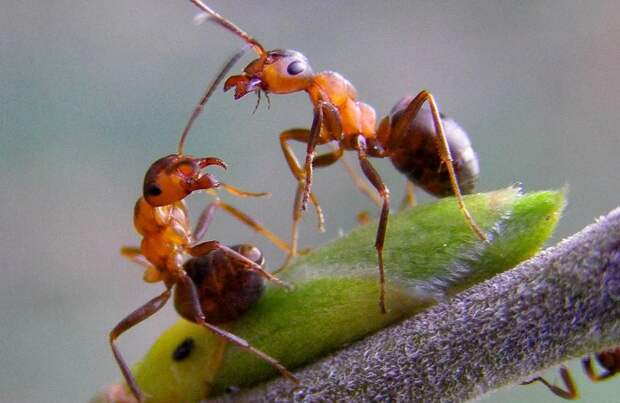 BBC SF: разные виды муравьев могут выделять запах голубого сыра, лимона и даже шоколада