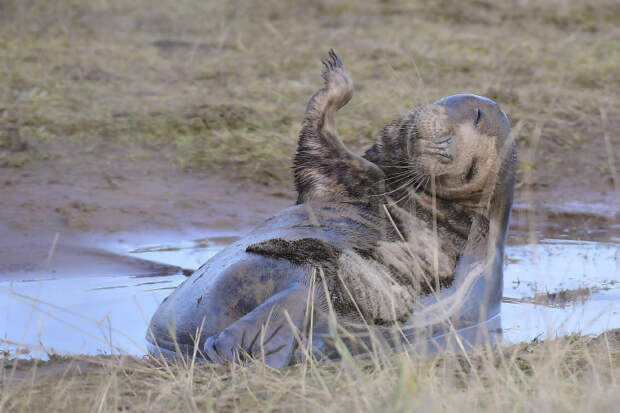 Победители конкурса фотографий Mammal Photographer 2020