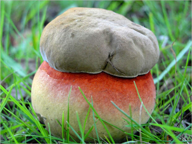 Фото №8 - Фунги сапиенс: почему грибы куда умнее и хитрее, чем мы думали