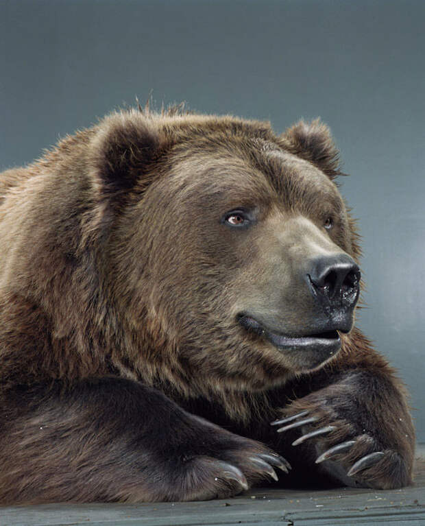 Ми-ми-мишки