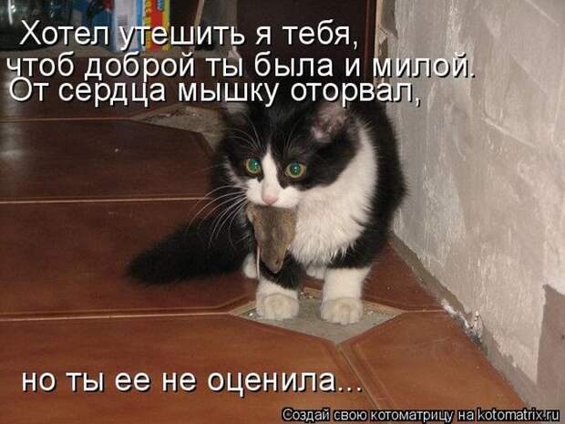 Лучшие котоматрицы недели