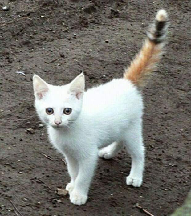 Блог - 15 милых кошек, у которых совершенно уникальный окрас 15 милых кошек, у которых совершенно уникальный окрас