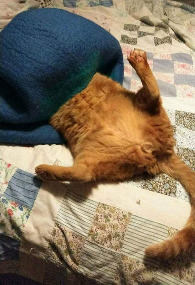 18 фотодоказательств, что кровать становится уютней, если в ней спит кошка