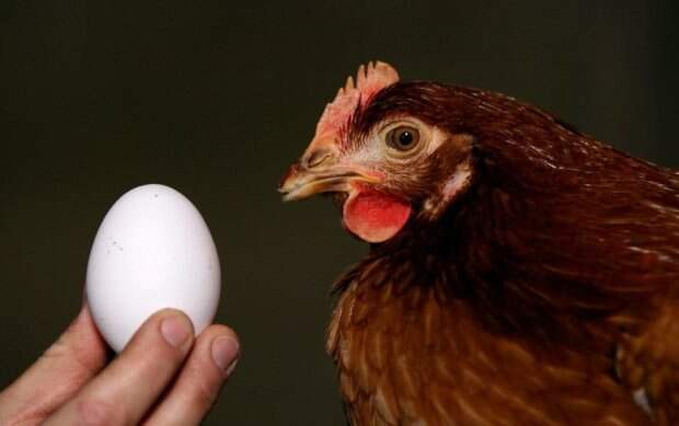 Яйцо или курица? Найден ответ на главный вопрос человечества (4 фото)