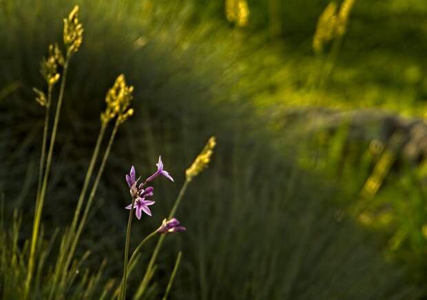 Цветы, Природа, Блум, Цвести, Луг, На Открытом Воздухе