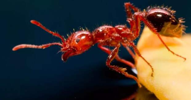 Сажание на муравейник — за что на Руси полагалась мучительная казнь