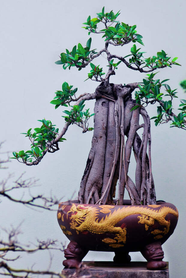 Невероятные деревья бонсай