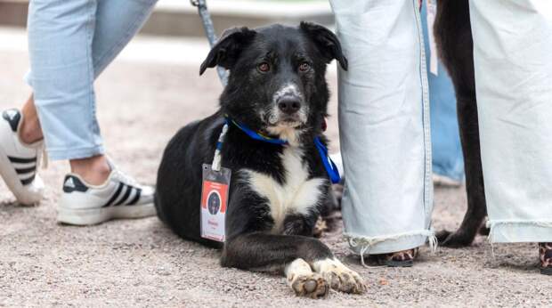 Сервис "Моспитомец" помог сотням животных из городских приютов обрести любящих хозяев