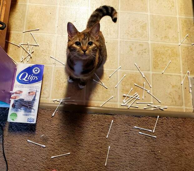 Котики, которые очень плохо себя вели