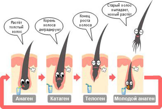стадии роста волос