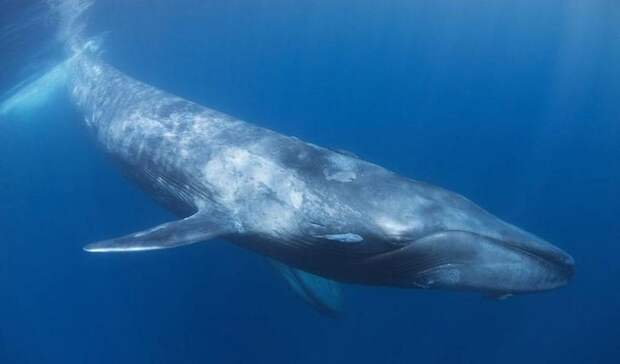 Сколько весит синий кит? Описание, фото