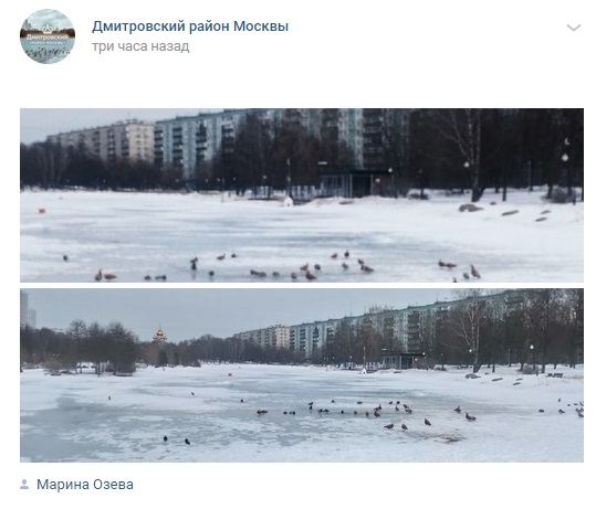 Фото дня: птичий двор вернулся на «Ангарские пруды»