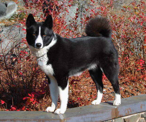 Карельская медвежья собака (Karelian Bear Dog) Карельская медвежья лайка (Karjalankarhukoira)