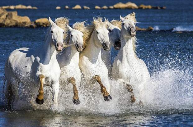 Лошади Исландии в фотографиях животные, лошади, факты, фото