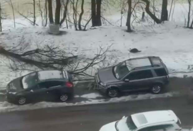 Бобер повалил дерево на машину россиянина