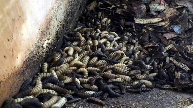 Из личинки чёрной львинки: в Карелии запустят уникальное производство