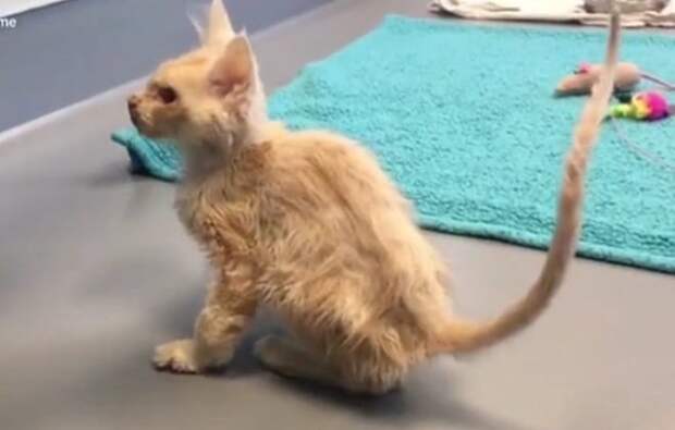Котенок в игровой Котенок сидит