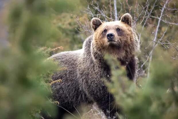 Они стали спокойными и дружелюбными. Жизнь рядом с людьми изменила характер бурых медведей