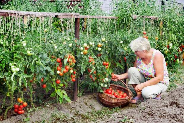 Сбор урожая томатов