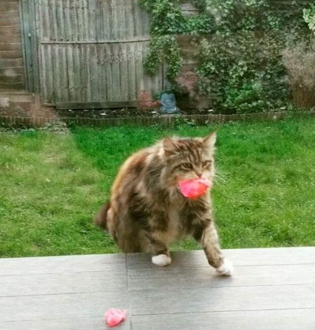 Тайный поклонник ежедневно приносил женщине цветы, но был пойман с поличным