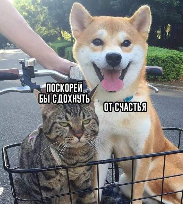 Ещё одно отличие кошек от собак