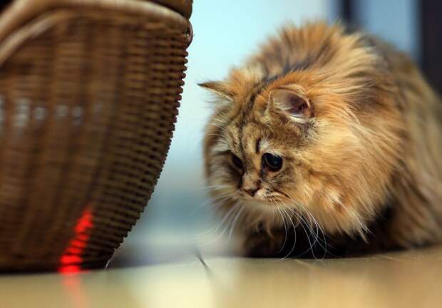 Почему есть новая запись квантовой запутанности, но до сих пор нет кота Шредингера