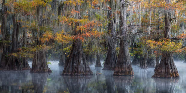 Сказочные деревья отражаются в болотных водах юга США