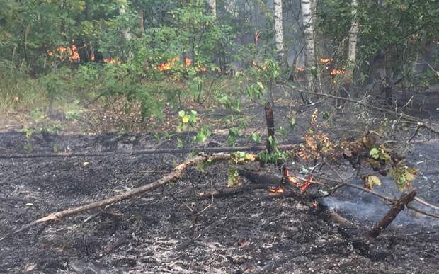 В рязанских лесах сохранится 4 класс пожарной опасности
