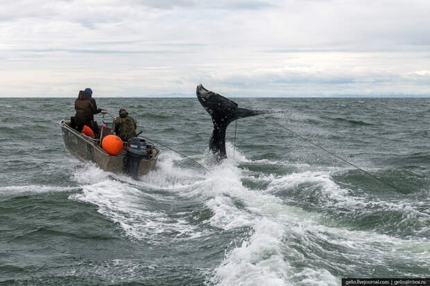 охота на китов в исландии