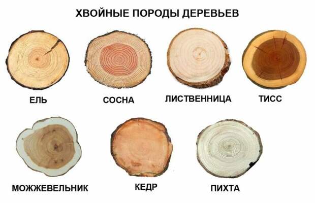 Так выглядят срезы хвойных деревьев, распространенных на территории России. | Фото: pikabu.ru.