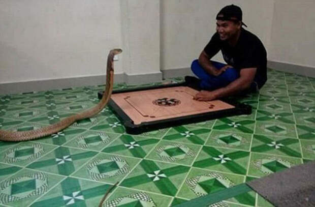 Парень из Тайланда женился на трехметровой змее