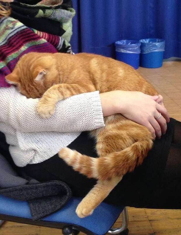 Котик приходит в универ каждый день спасать студентов обнимашками картинки, котики, котэ