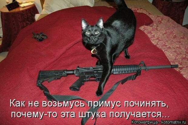 Свежая котоматрица для всех (38 фото)