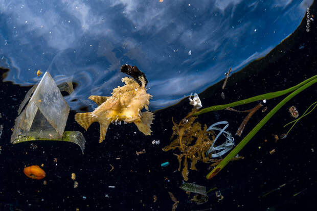 14 сногсшибательных работ финалистов конкурса Wildlife Photographer of the Year 2018
