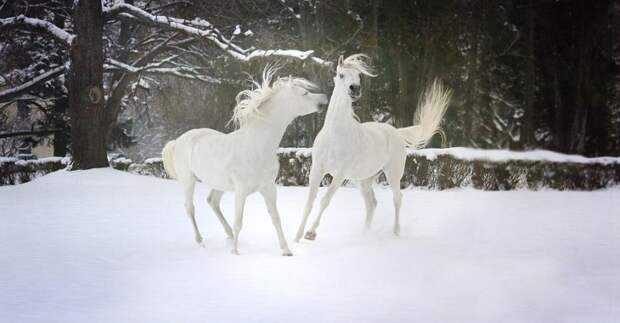Фото: pixabay.com