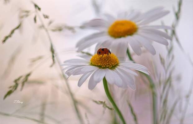 НЕЖНЕЕ НЕЖНОГО ... ФОТОГРАФ ТАТЬЯНА ОБРАЗ НЕЖНЕЕ НЕЖНОГО ... ФОТОГРАФ ТАТЬЯНА ОБРАЗ