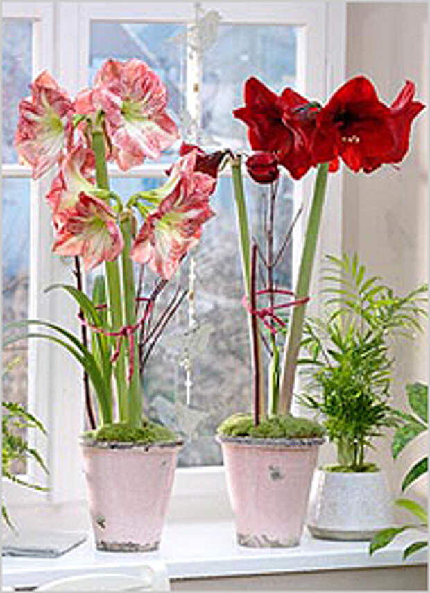 Цветущие зимой комнатные растения