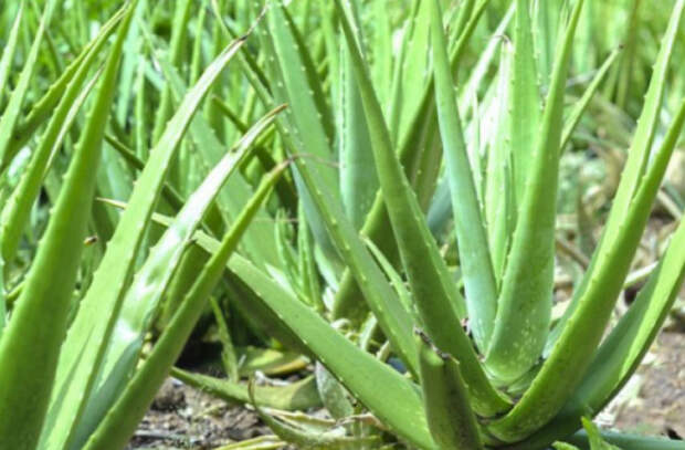 Чудодейственное воздействие алоэ вера на организм