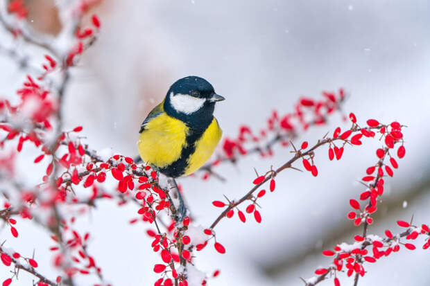 Ветврач Блюменкранц: трогать наевшихся забродивших ягод птиц опасно для них