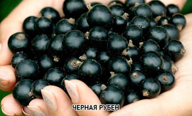 смородина черная Рубен