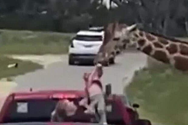 В США жираф пытался похитить маленькую девочку и попал на видео