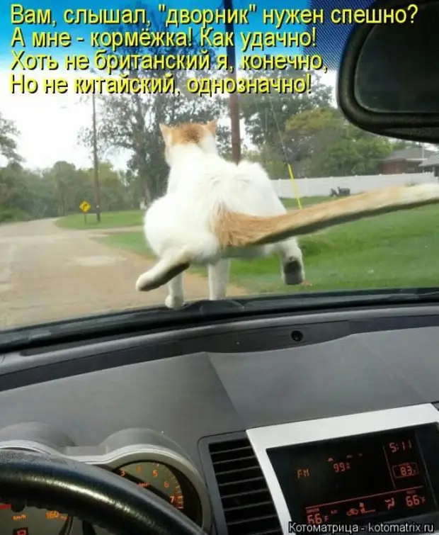 Лучшие котоматрицы